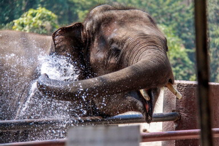 CAS trip to Chiang Mai