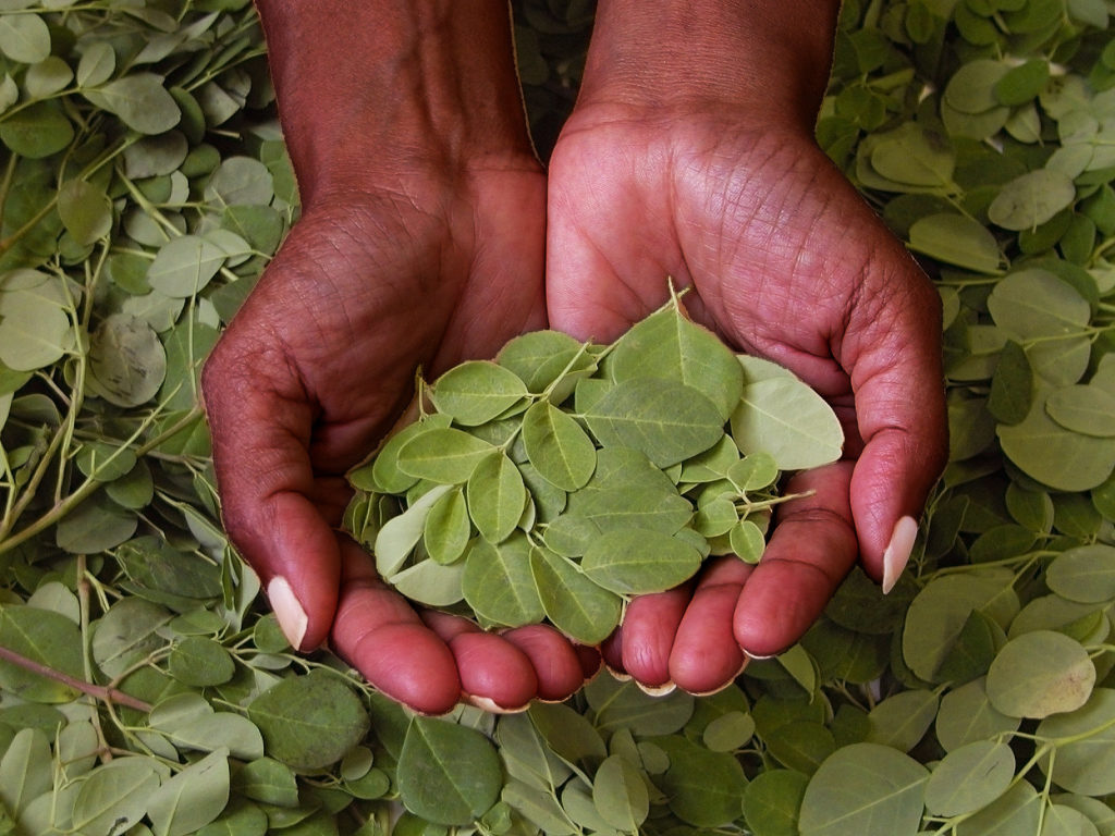 hands holding moringa tree leaves