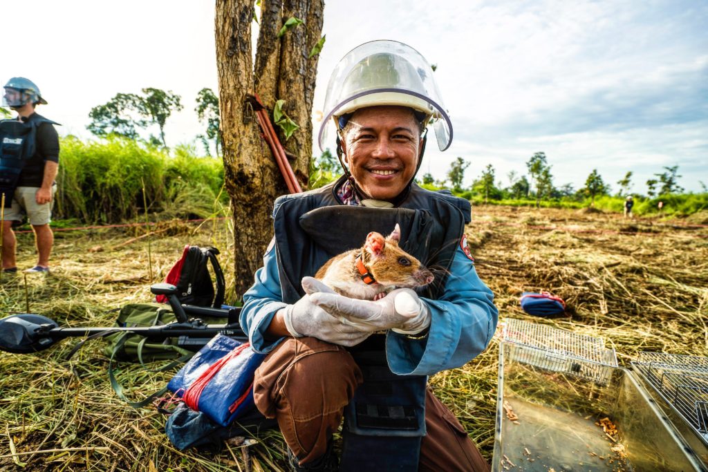 hero rats detect mines cambodia