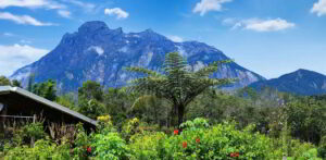 Wildlife conservation in Borneo