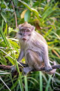 Wildlife conservation in Borneo