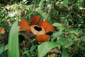 Wildlife conservation in Borneo