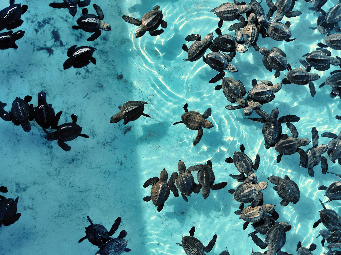 Newly hatched sea turtles