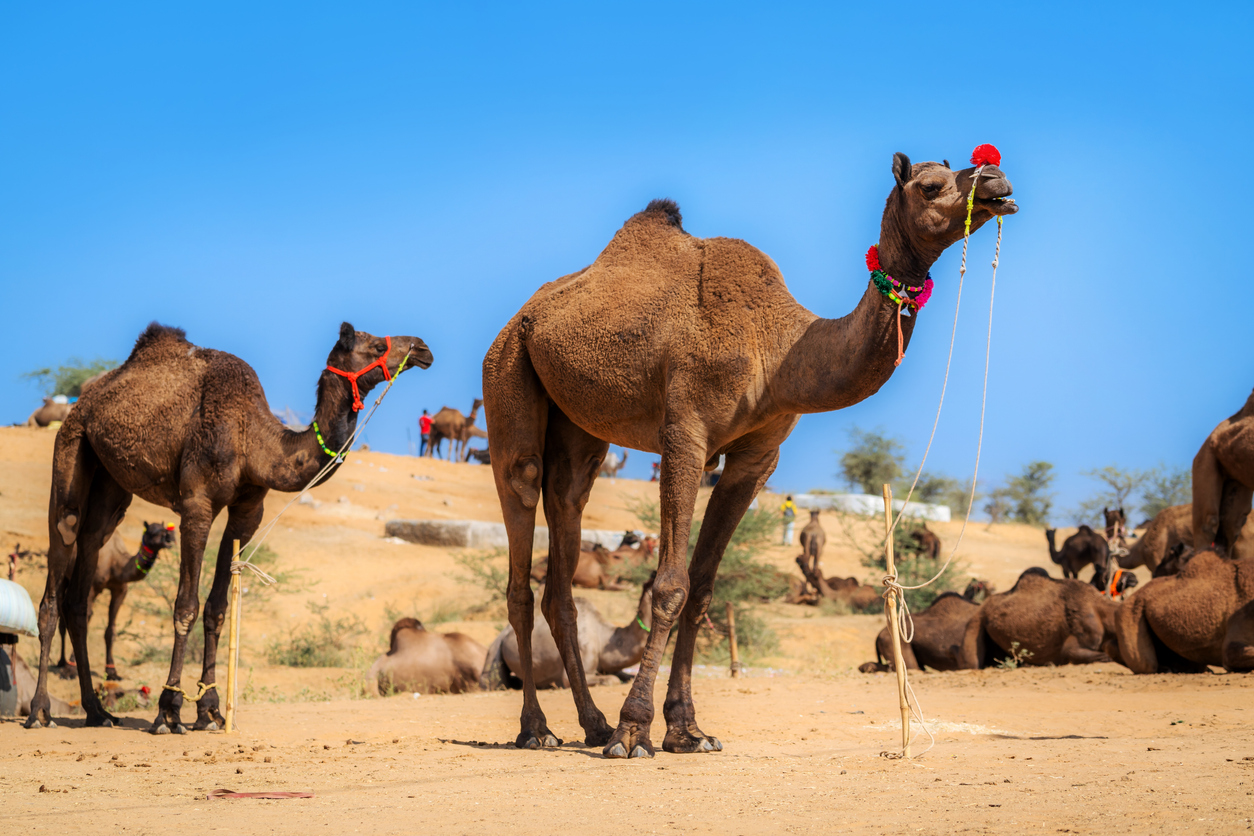 Camels, India