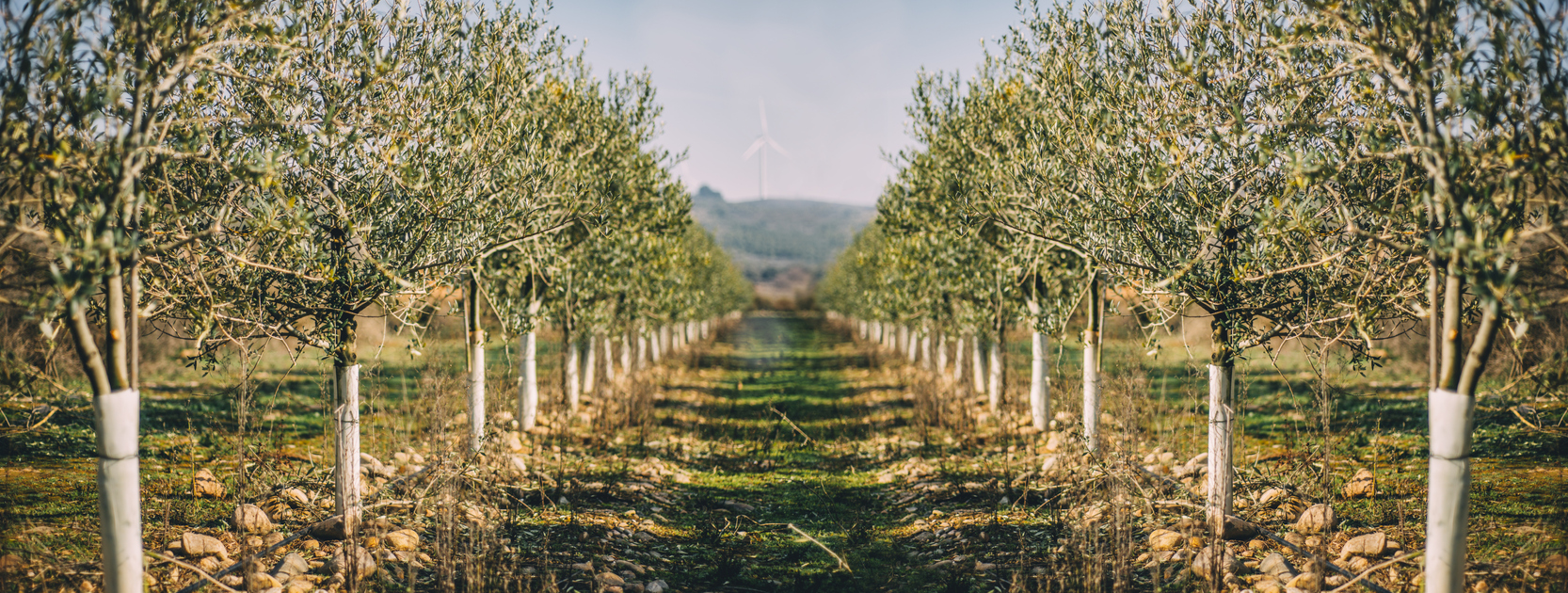 Olive tree plantation